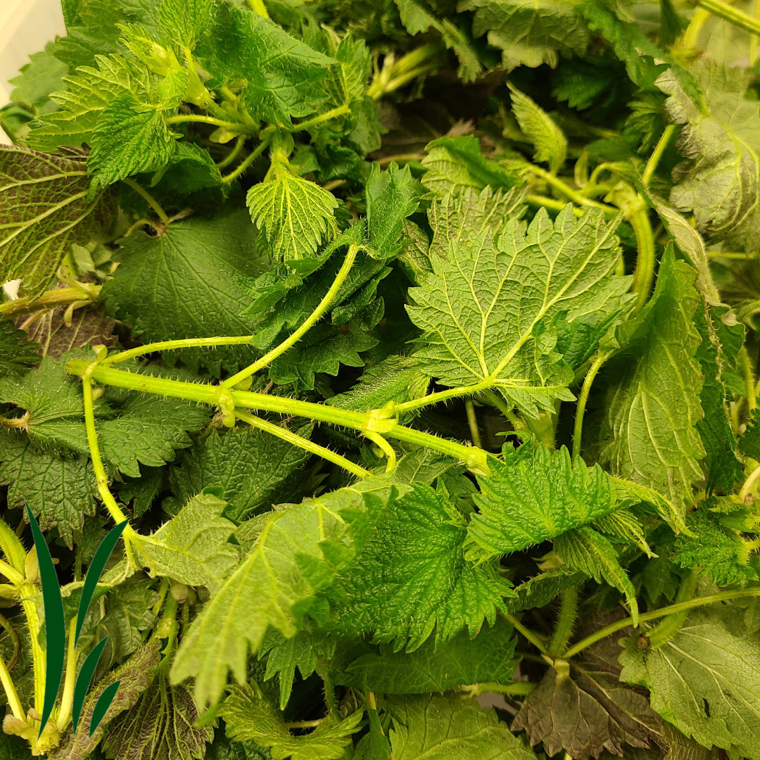 Wild Stinging Nettle / lb
