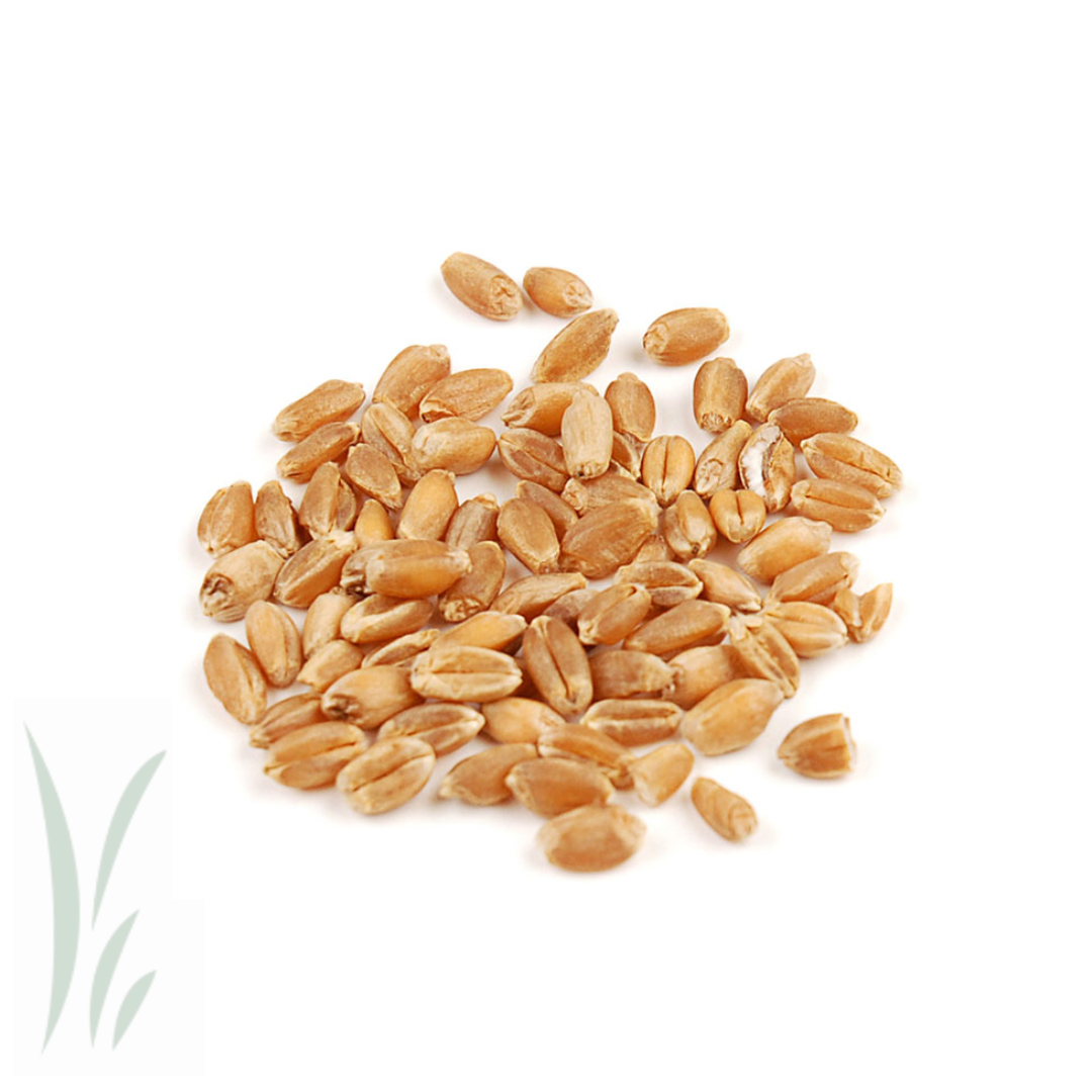 Hard Red Wheat Berries, Organic / 10 lb