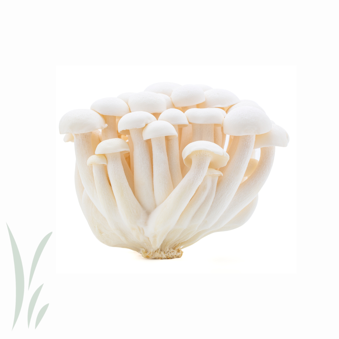White Hon Shimeji, Fresh / 150g