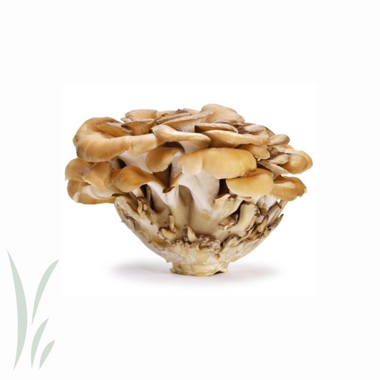 Maitake Mushroom, Organic / 3.5 oz
