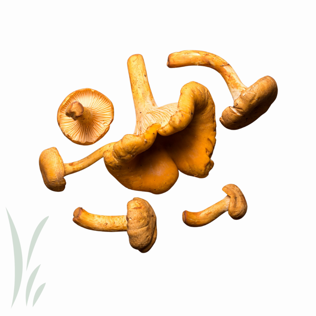 Wild Chanterelle Mushroom, Fresh / lb