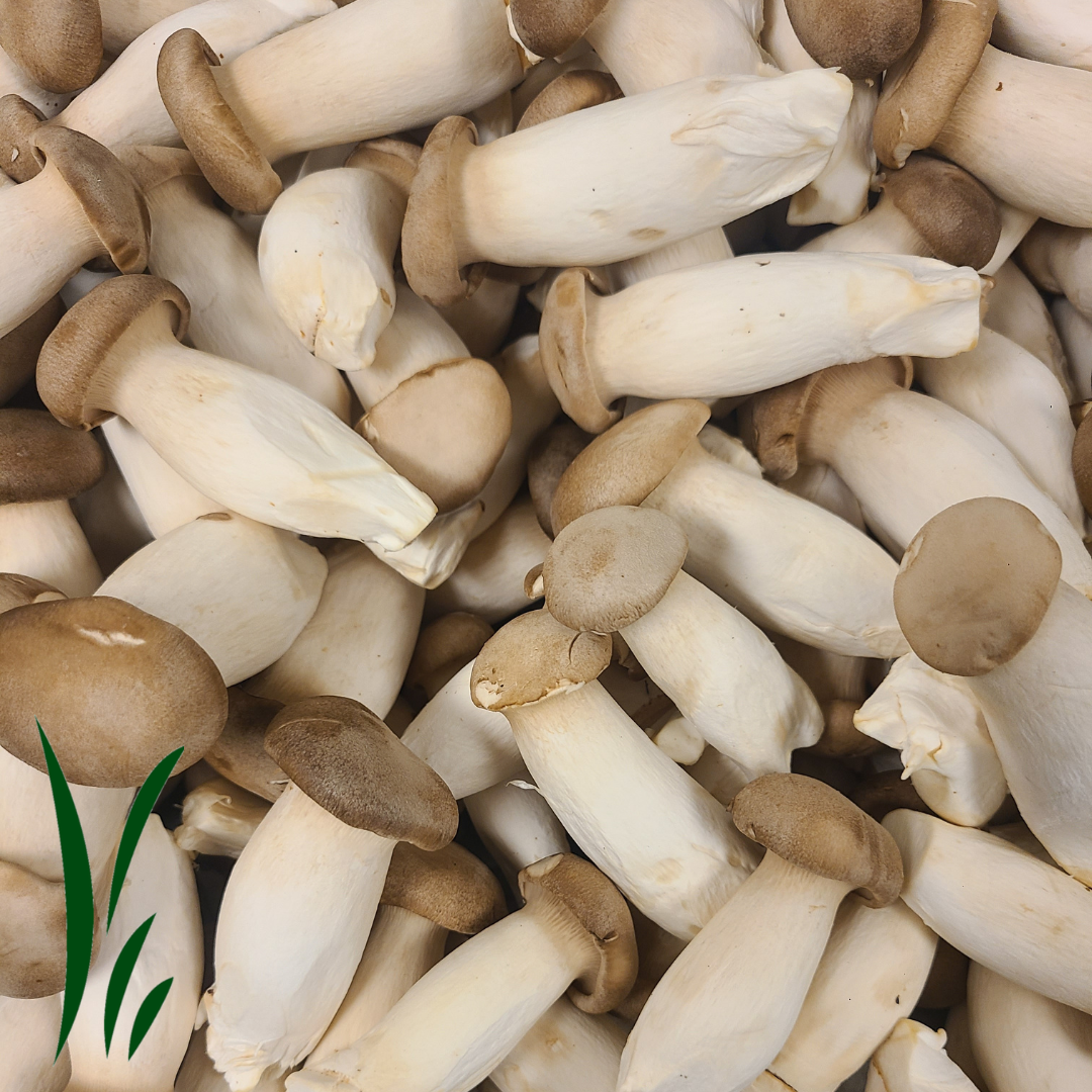 Mini King Oyster Mushroom, Fresh / lb