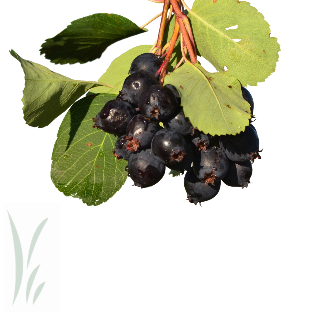 Wild Saskatoon Berries, Frozen / lb.