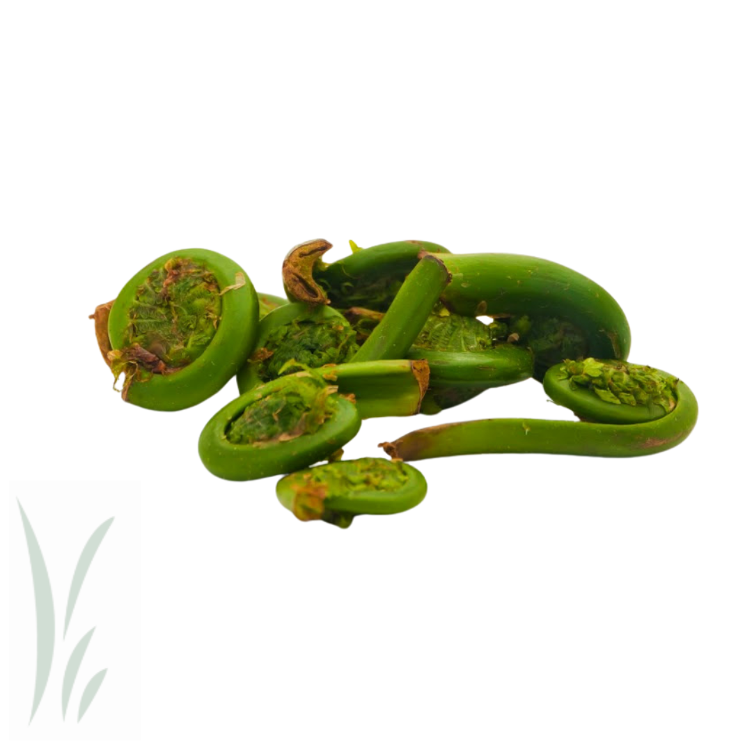 Wild Fiddlehead Fern / lb