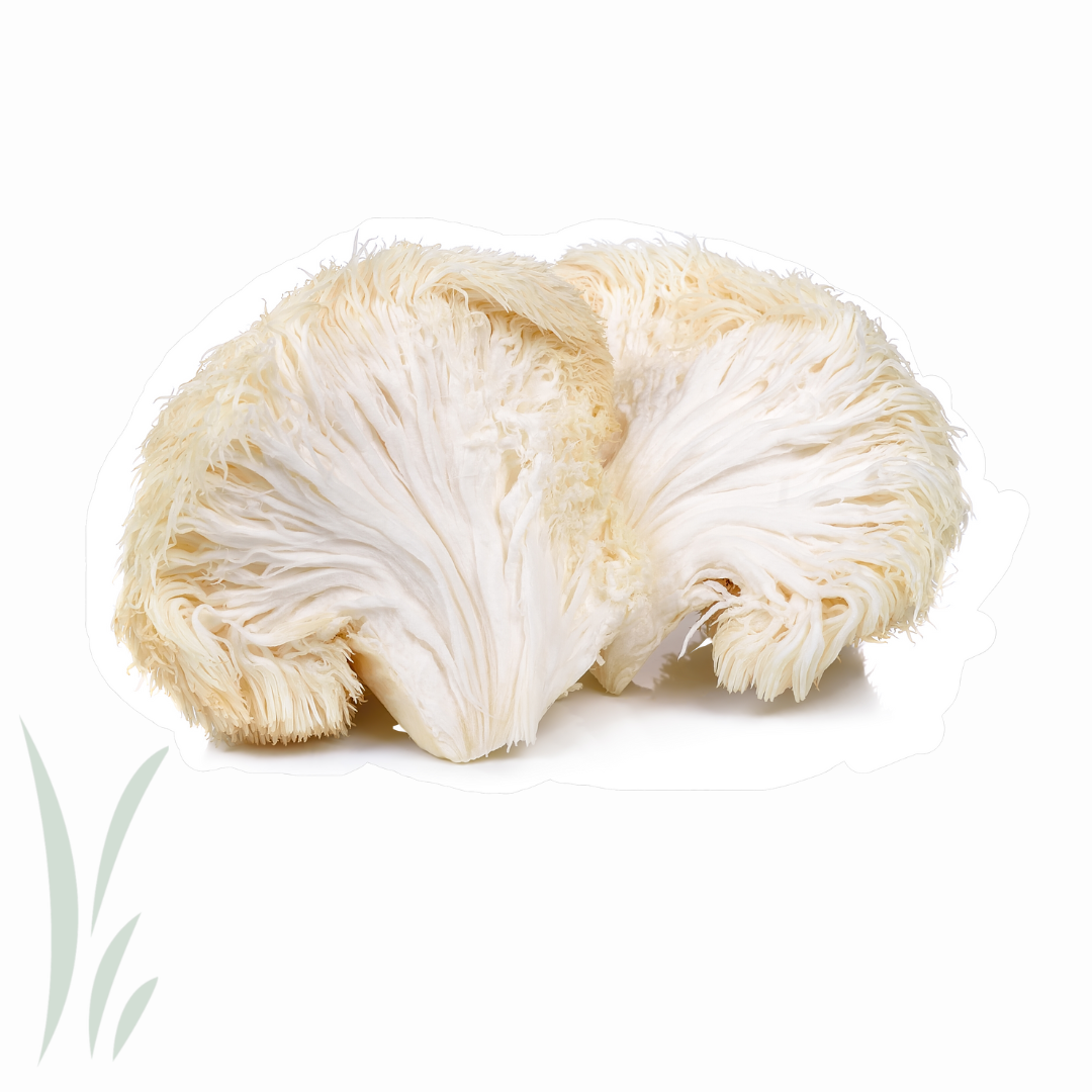 Lion's Mane Mushroom, Canadian Cultivated, Fresh / lb