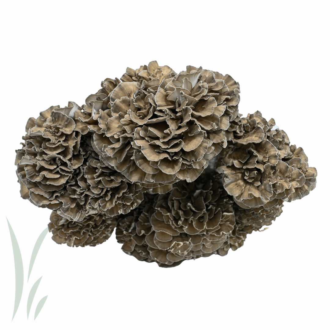Maitake Mushroom, Canadian Cultivated, Fresh / lb