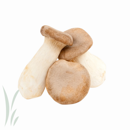King Oyster Mushroom / lb