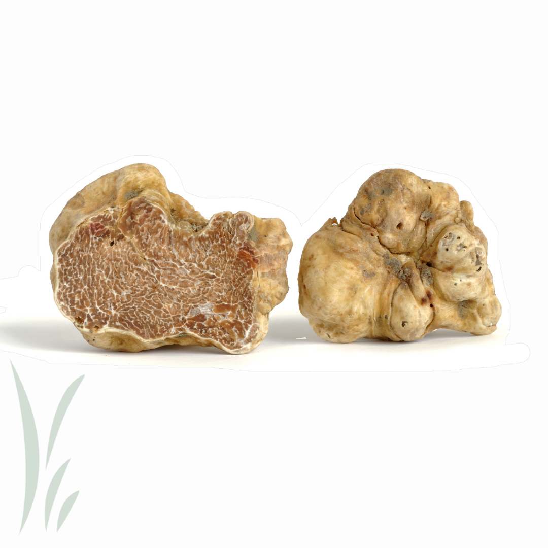 Fresh White Winter Truffle / 1oz