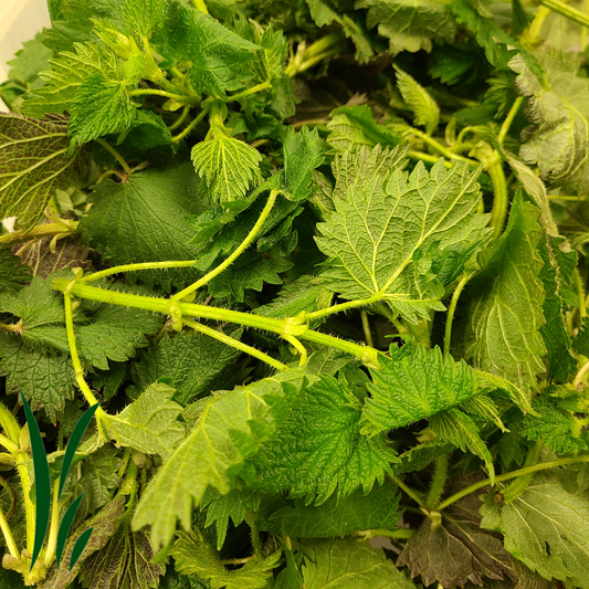 Wild Stinging Nettle / lb