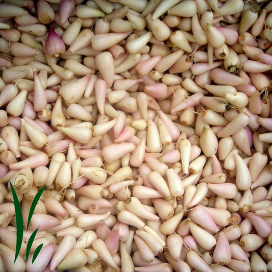 Wild Ramps (Wild Leeks) Bulbs, Frozen / lb