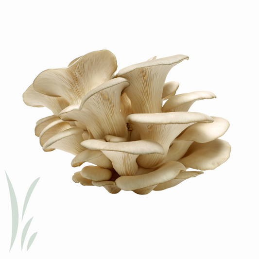 Large Oyster Mushroom / lb