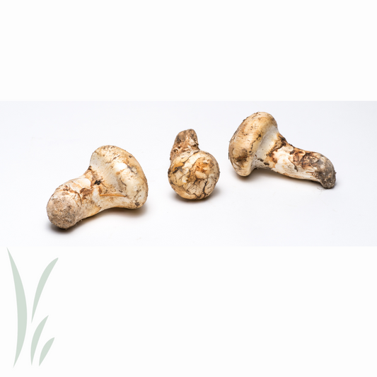 Wild Matsutake Mushroom (Pine Mushroom) / lb