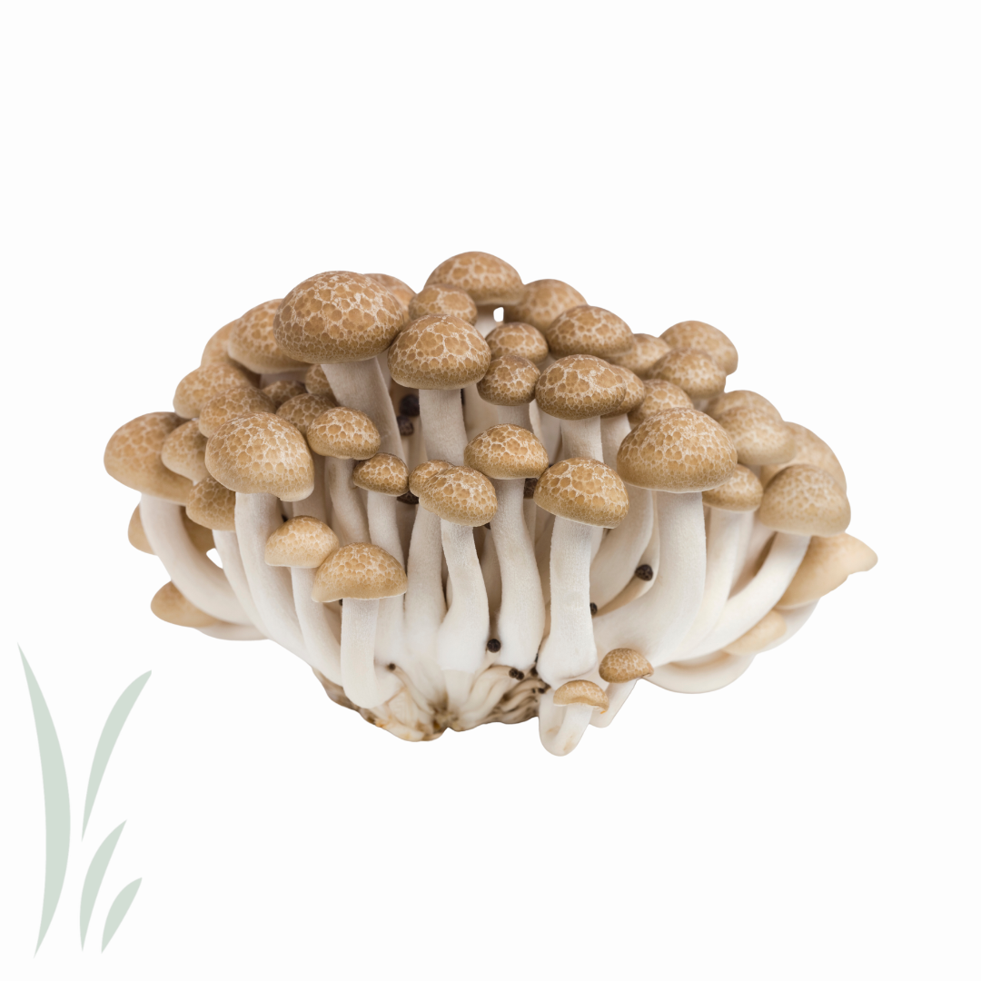 Brown Hon Shimeji Mushroom, Organic / 100 g