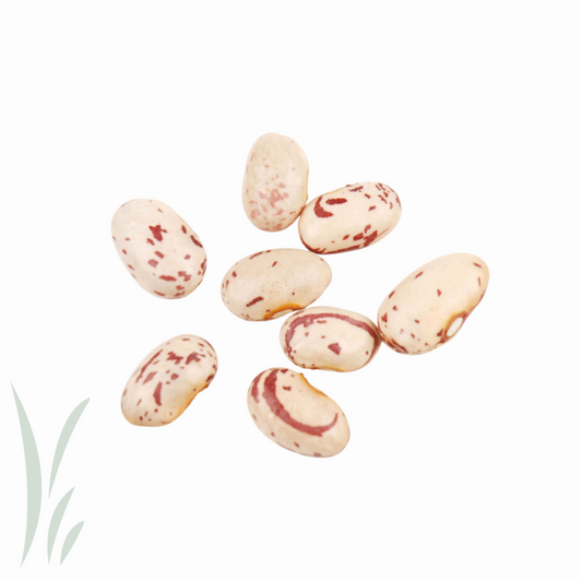 Borlotti (Cranberry) Beans / 10 lb