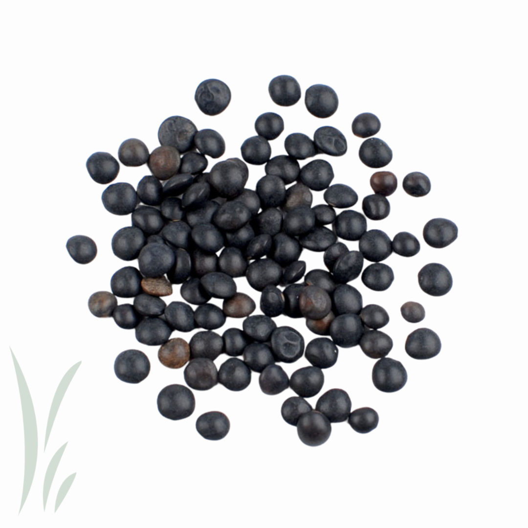 Black Beluga Lentils, Organic / 10 lb