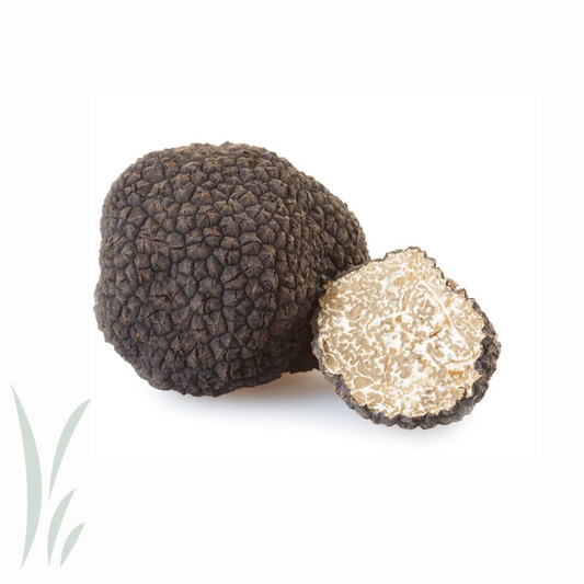 Fresh Burgundy Truffle / 30 gram