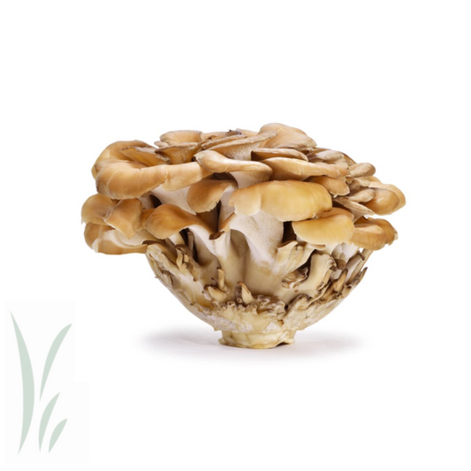 Maitake Mushroom, Organic / 3.5 oz