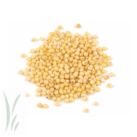 Millet Seed, Organic / 10 lb