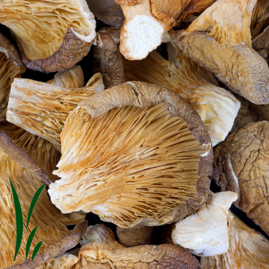 Oyster Mushroom, Dried / lb