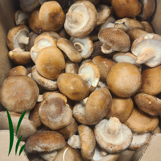 Shiitake Mushroom, Organic / lb