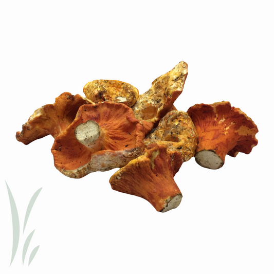 Wild Lobster Mushroom / lb