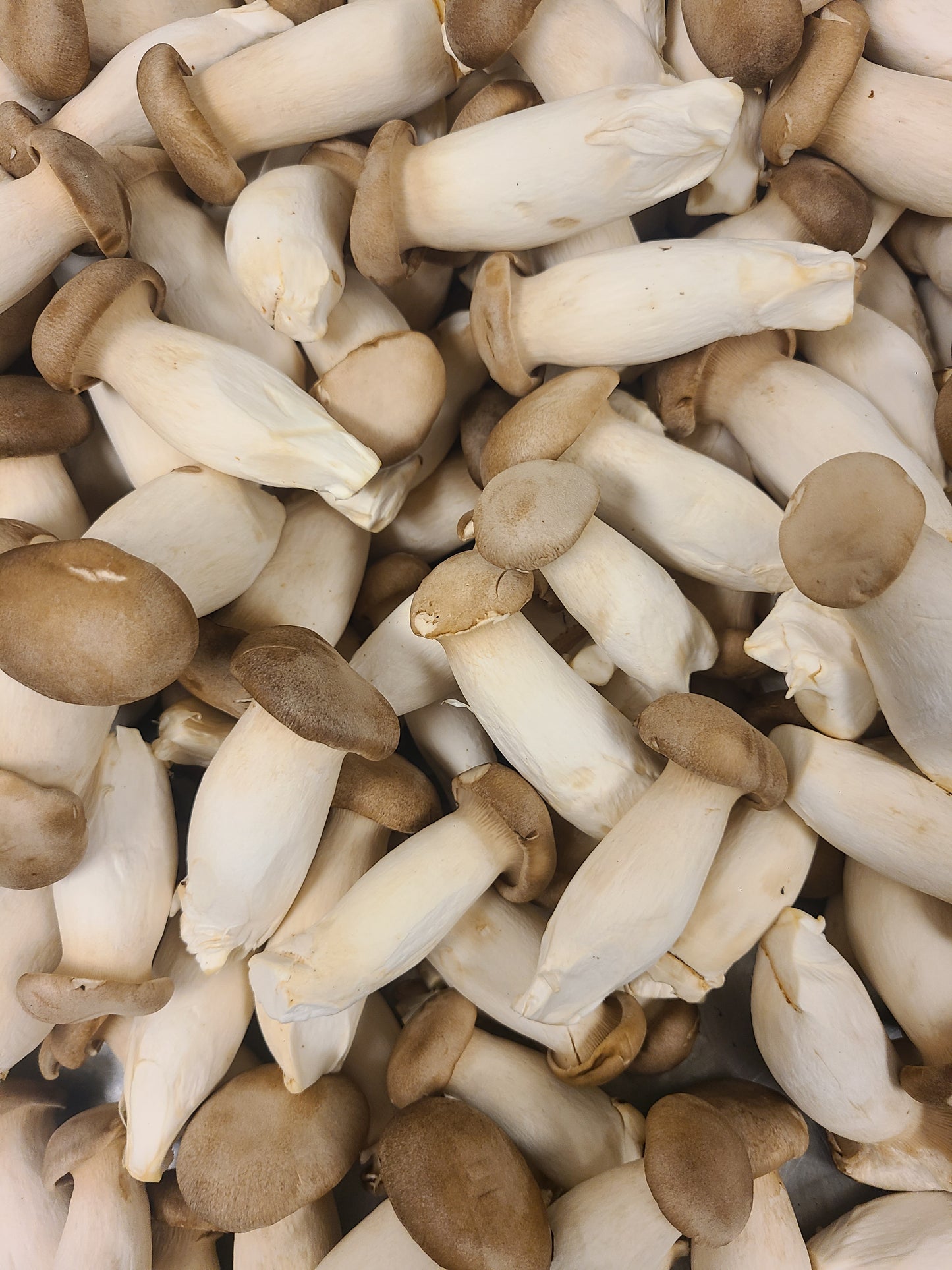 Mini King Oyster Mushroom / lb