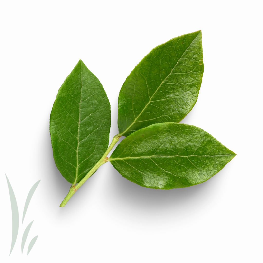 Fresh Bay Leaves / lb