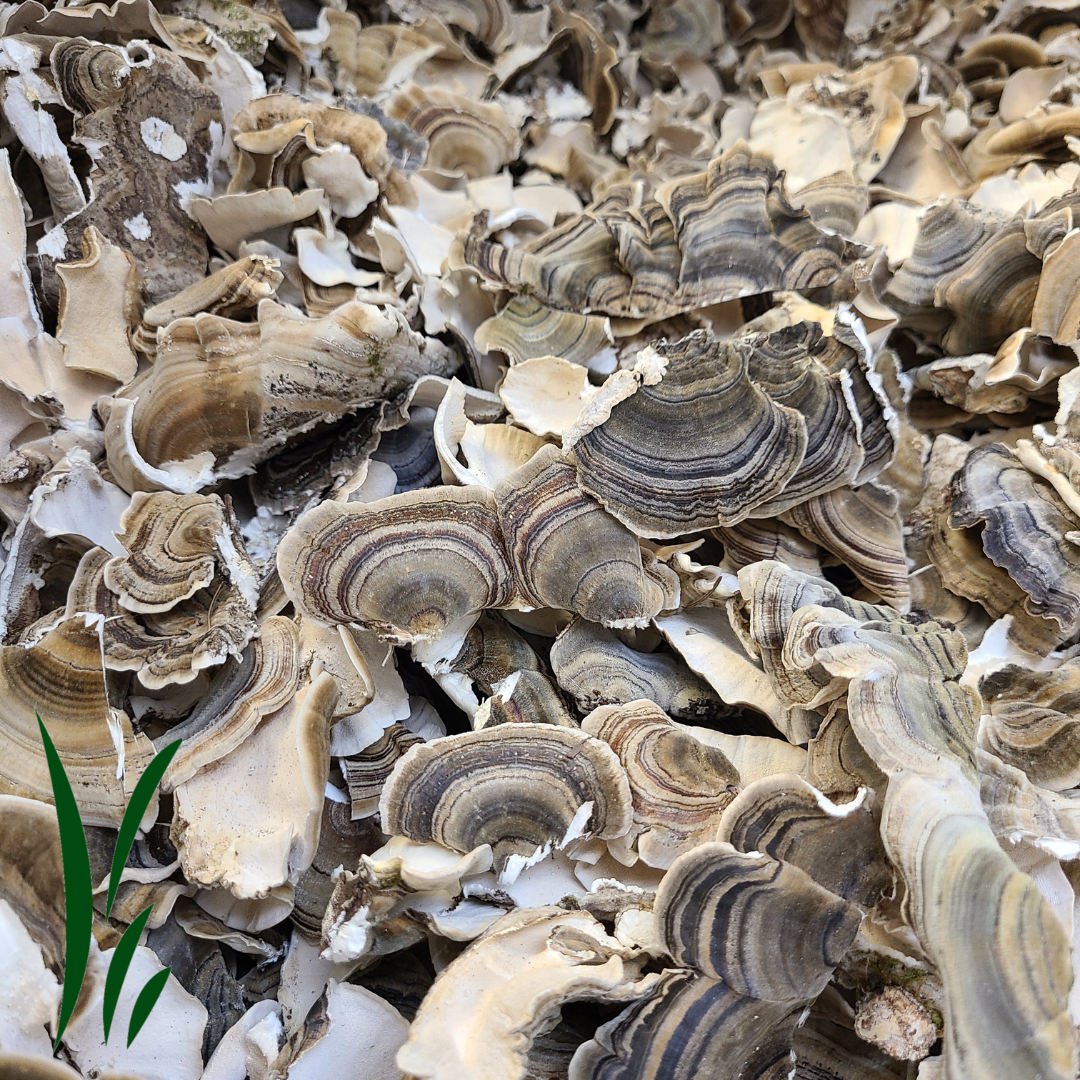 Turkey Tail Mushroom, Dried / lb