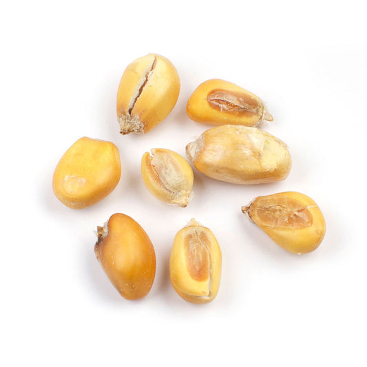 Peruvian Oil-Roasted Corn Nuts / 3 lb