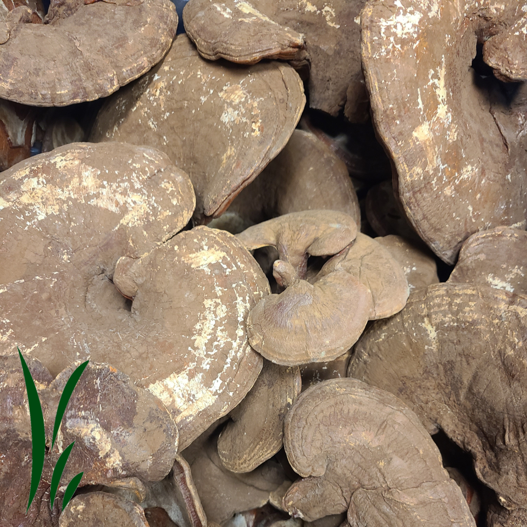 Reishi Mushroom, Dried / lb
